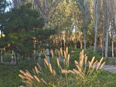 -东郊湿地公园
