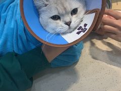 -睿金宠物医院·CT·肿瘤·骨外科