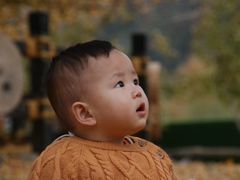 -千年银杏谷文化旅游区