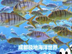 -海合安成都极地海洋公园