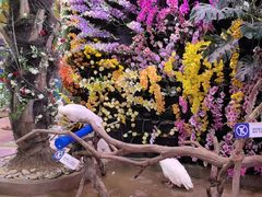 -正佳雨林生态植物园