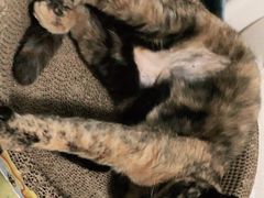 -达爱动物医院·犬猫分区·CT·复杂眼科(远洋山水分院)