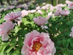 -石家庄市植物园