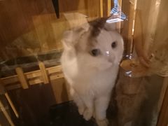 -Mr.Fox狐狸先生超级密室(南山店)