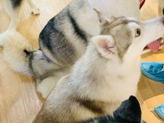 -Husky Go! 哈士奇体验馆·宠物咖啡厅狗咖