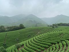 -帐篷客·溪龙茶谷度假酒店