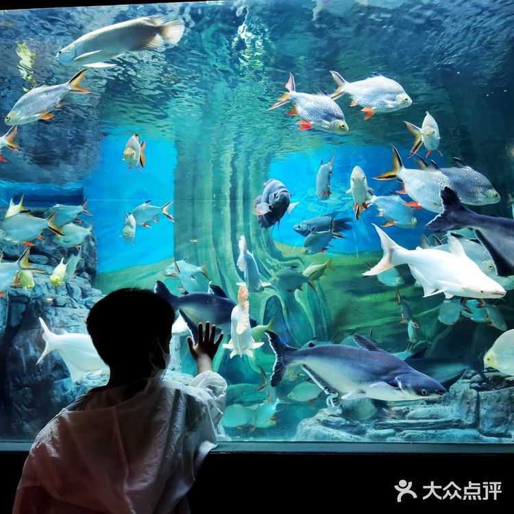 魔都探店：午后的上海海洋水族馆很好逛