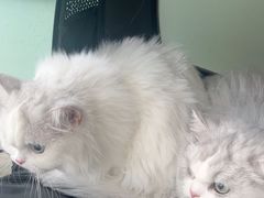 -佳雯宠物医院·皮肤科·内外科(春晓路分院)