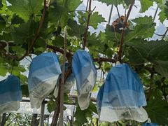 -马陆小张葡萄园农家乐