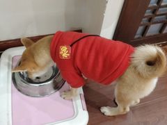-逗柴咖啡屋·狗咖猫咖宠物桌游