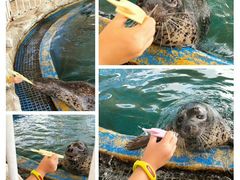 -芜湖新华联大白鲸海洋公园