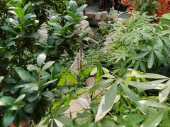 -后湖小院·乡野田园菜