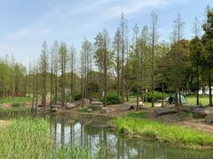 -贡湖湾湿地公园