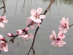 -桃花堤公园