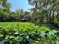 -上海醉白池公园