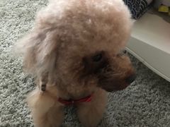 -爱诺耐芙动物医院(万博店)