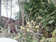 -铁山坪森林公园