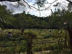 -广东茂名森林公园