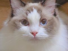 -猫宠乐园·专业洗护