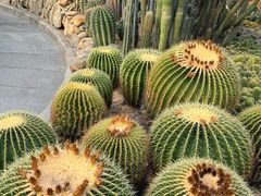 -深圳市中科院仙湖植物园