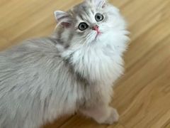 -猫十亿·布偶金渐层·曼基康矮脚猫舍(青年路店)