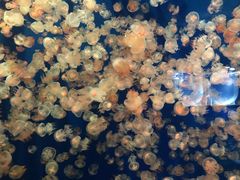 -成都浩海立方海洋公园