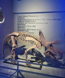 -恐龙探索乐园(磁器口店)