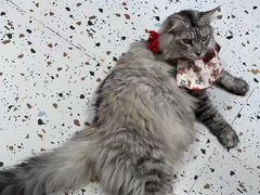 -毛绒耶耶撸宠馆·猫咖·狗咖·荷兰猪咖