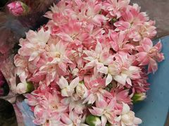 -双季花艺园艺市场(浦东店)