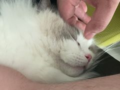 -艾吉宠物医院·疑难杂症转诊中心·猫友好(碧江路院)