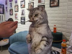 -平行世界·猫咖(首经贸店)