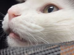 -伟伟宠物医院·CT影像中心·瑞派犬猫综合性门诊(汉口总院)