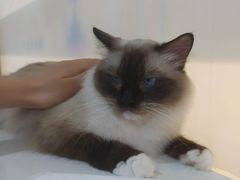 -糯米喵星人·撸猫猫舍咖啡馆(西市场嘉华店)