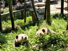 -中国大熊猫保护研究中心雅安碧峰峡基地