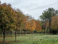 -大兴滨河森林公园