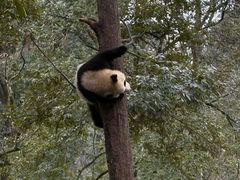 -中国大熊猫保护研究中心雅安碧峰峡基地