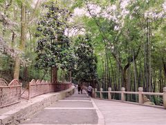 -灵岩山风景区