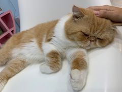 -糯米喵星人·撸猫猫舍咖啡馆(西市场嘉华店)