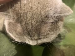 -猫小院猫主题餐厅(三里屯店)