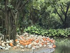 -广州长隆野生动物世界