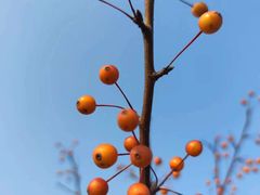 -春花秋色城市公园