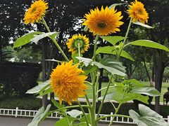 -玄武湖景区-情侣园游乐场