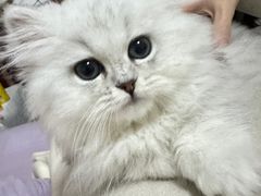 -欣宠猫屋·矮脚拿破仑·蓝金金渐层