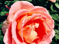 -人民公园(罗湖区)