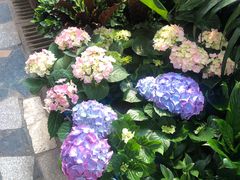 -秦美花卉(天朗·莱茵小城2期店)