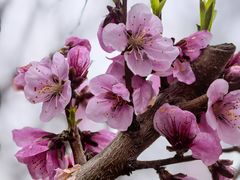 -南汇桃花村