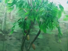 原生态巧克力豆1比1模型-歌斐颂巧克力小镇