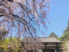 -西安青龙寺遗址景区