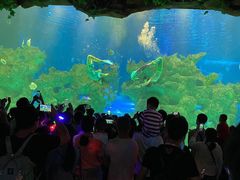 -芜湖新华联大白鲸海洋公园