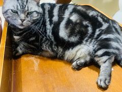 -藏猫猫咖啡主题馆(中央大道店)